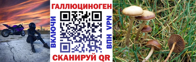 darknet Telegram  Сковородино  Галлюциногенные грибы MAGIC MUSHROOMS 